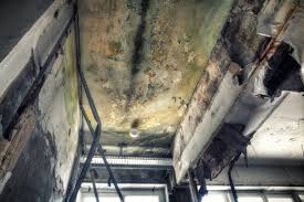 Why You Should Choose Our Mold Remediation Services in Cheval, FL